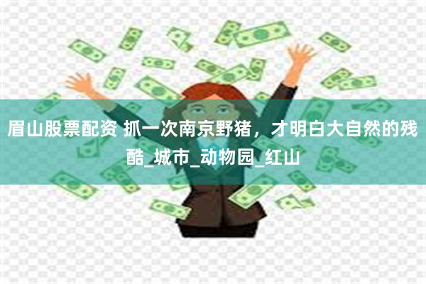 眉山股票配资 抓一次南京野猪，才明白大自然的残酷_城市_动物园_红山
